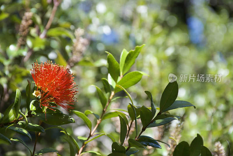 南方文Rātā(Metrosideros umbellata)